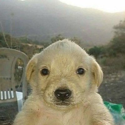JIMOTHY, Cream puppy