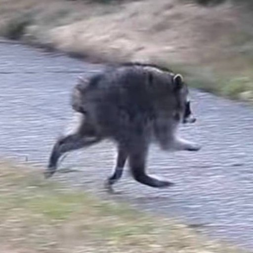 JOTCHUA, Upright walking raccoon