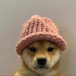WIF, Dog wif a hat